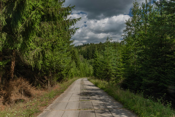 Fototapeta na wymiar Concrete forest path in Slavkovsky Les national park in summer day