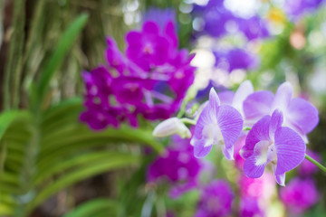 Fototapeta na wymiar Beautiful orchid flowers background in the garden