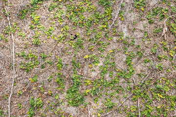 green ivy leaf on the wall