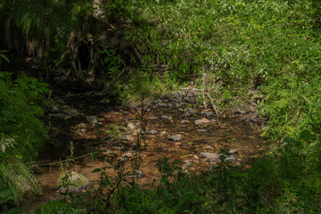 Fototapeta na wymiar Mala Libava creek in summer sunny day in Slavkovsky Les mountains