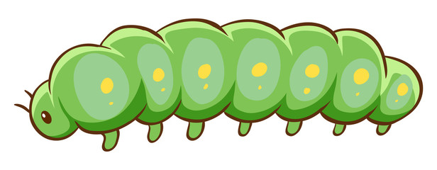 Fat caterpillar on white background