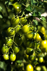 Green cherry tomato sprigs on a bush in a garden,ripening process