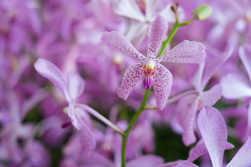 Beautiful orchid flowers background in the garden