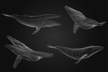 3d vector set. ocean protection. big blue whale