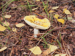 Russula grows in woods. Yellow hat. Edible mushroom.