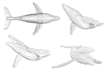 3d vector set. ocean protection. big blue whale
