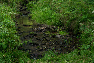 Mala Libava creek in summer sunny day in Slavkovsky Les mountains