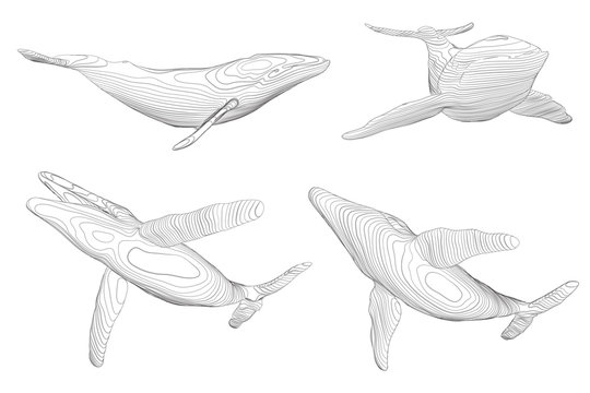 3d vector set. ocean protection. big blue whale