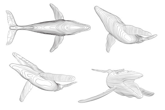 3d vector set. ocean protection. big blue whale