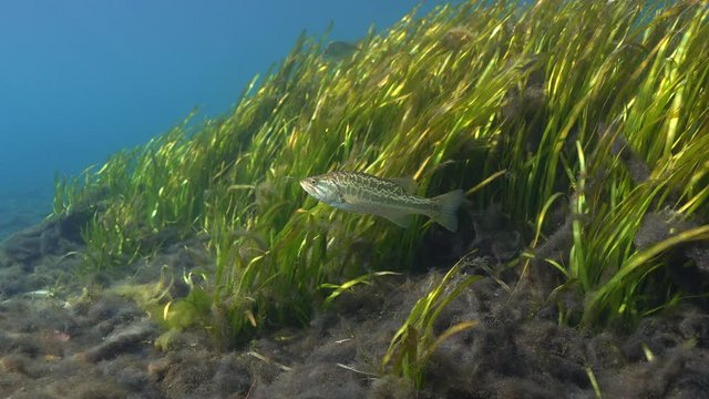 A young Largemouth Bass (Micropterus salmoides) guards its territory around an eel grass bed. Largemouth Bass are highly prized by sport fishermen, and are the state freshwater fish of Florida. 