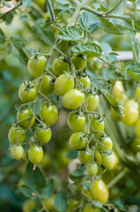 Green cherry tomato sprigs on a bush in a garden,ripening process