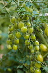 Green cherry tomato sprigs on a bush in a garden,ripening process