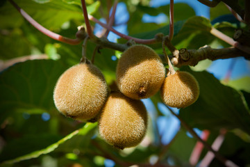 Kiwi fruit on the branch
