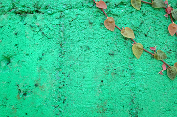 ivy leaves on green cement wall