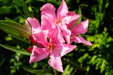 Rosenlorbeer Nerium oleander