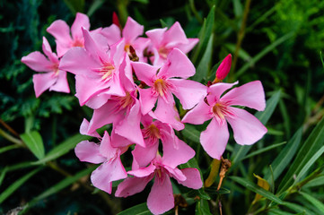 Rosenlorbeer Nerium oleander