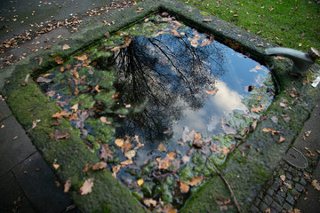 withered leaf on a tree in the park