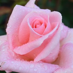 pink rose with raindrops
