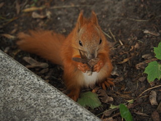 squirrel on the ground in the park