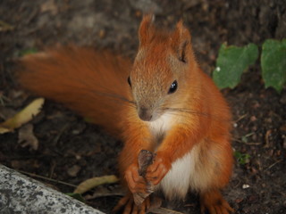 squirrel on the ground in the park