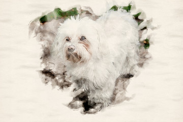 portrait of cute little white dog outdoors