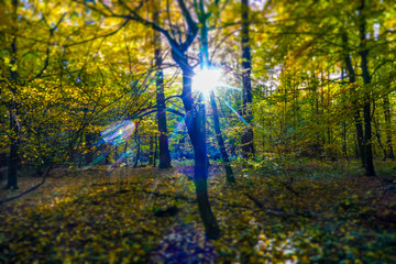 Sonnenlicht im Herbstlichen Wald