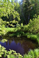 Fototapeta na wymiar Kiiminki river Koiteli rapid in summertime. Verdant vegetation, little pond. Warm, sunny day.