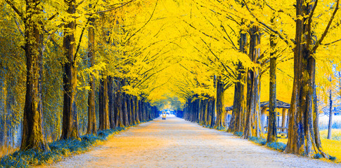 Walkway among tree tunnel in the autumn season, South Korea or Republic of Korea
