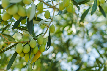 Green olive tree branch detail in summer or autumn day on the plantation orchard in Greece organic