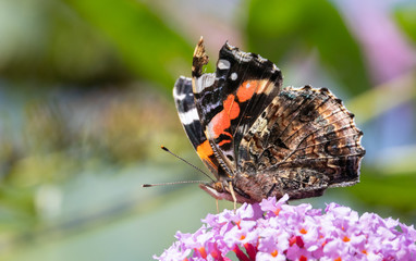 close up of a butterfly atalanta