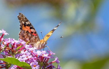 close up of a butterfly painted lady