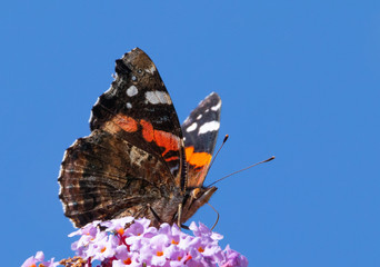 close up of a butterfly atalanta