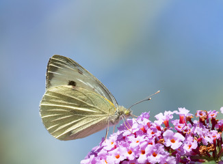 close up of a butterfly green veined white