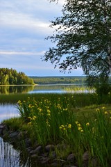 Lakeside landscape in Puolanka. Finnish nightless night, almost mignight and sun still shining. Serene lake, verdant woods, yellow flowers and stones.