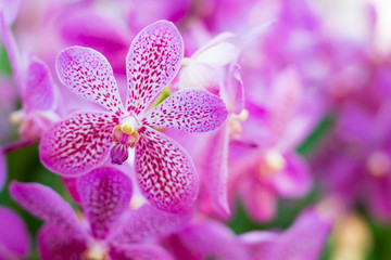 Beautiful orchid flowers background in the garden