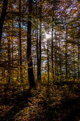 Fototapeta premium Sonnenlicht im Herbstlichen Wald