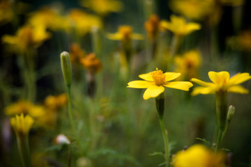 Obraz premium M.L.S.