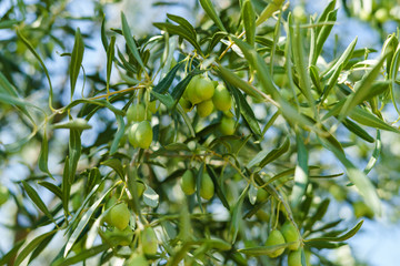 Fototapeta premium Green olive tree branch detail in summer or autumn day on the plantation orchard in Greece organic