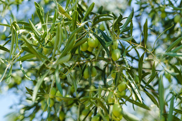 Green olive tree branch detail in summer or autumn day on the plantation orchard in Greece organic