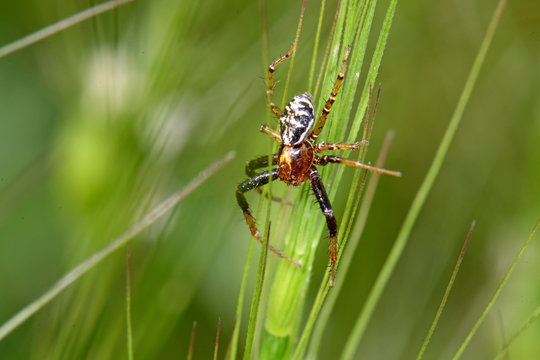 crab spider / Busch-Krabbenspinne, Wald-Krabbenspinne (Xysticus lanio), Greece / Griechenland