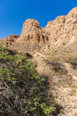 Fototapeta premium red rocks and bush in the desert