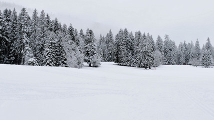 Fototapeta na wymiar Arbres sous la neige à Autrans - France