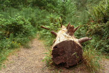 A fallen tree in a forest with a path