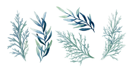 Set of blue leafed branches and thuja branches hand drawn in watercolor isolated on a white background. Design elements for patterns, wreathes and frames in floral style.