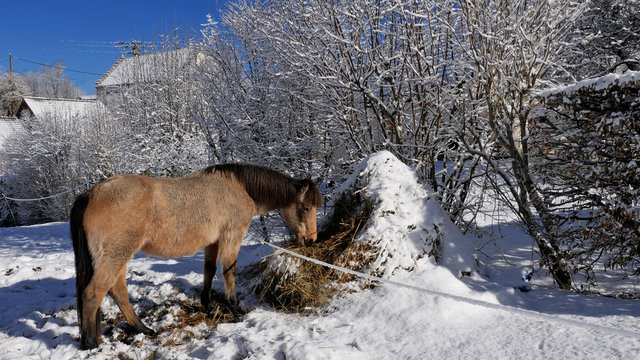 Cheval sous un beau ciel bleu d'hiver