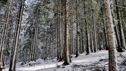 Fototapeta premium Arbres sous la neige à Autrans - France
