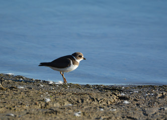 Semipalmated Plover