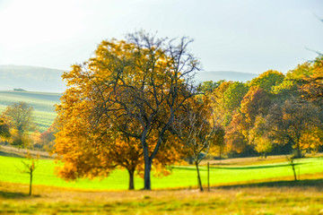 Fototapeta na wymiar Herbstliche Blätter an Obstbäumen