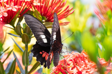 A Cattleheart butterfly feeding on an Ixora Hedge in a tropical garden.
