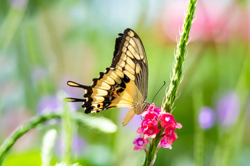 A Yellow Swallowtail butterfly feeds on a pink Vervain flower in a lush tropical garden.